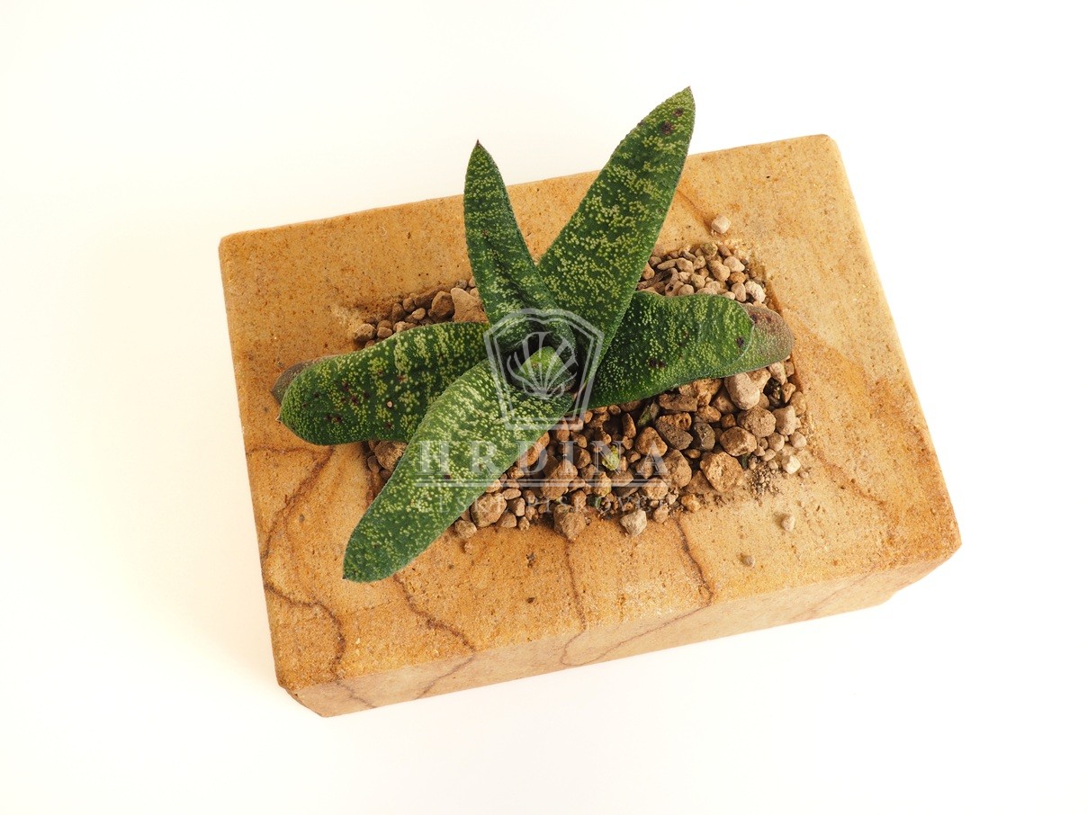 kamenný květináč z pískovce, hrdina české kuchyně